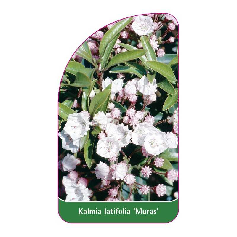 kalmia-latifolia-muras-1