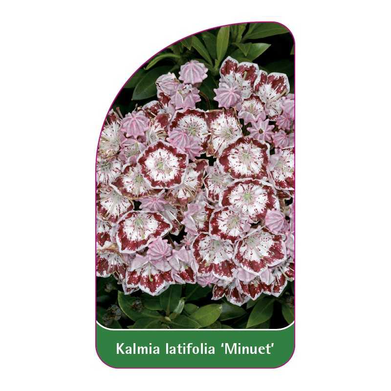 kalmia-latifolia-minuet-1