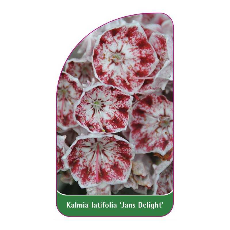 kalmia-latifolia-jans-delight-1