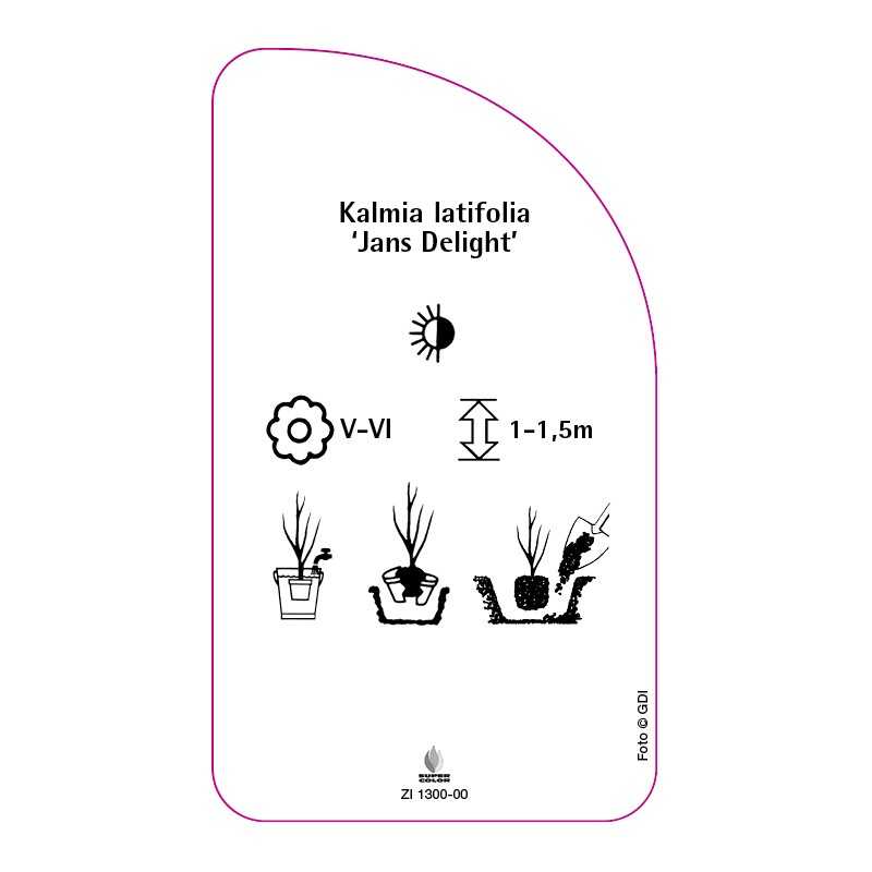 kalmia-latifolia-jans-delight-0