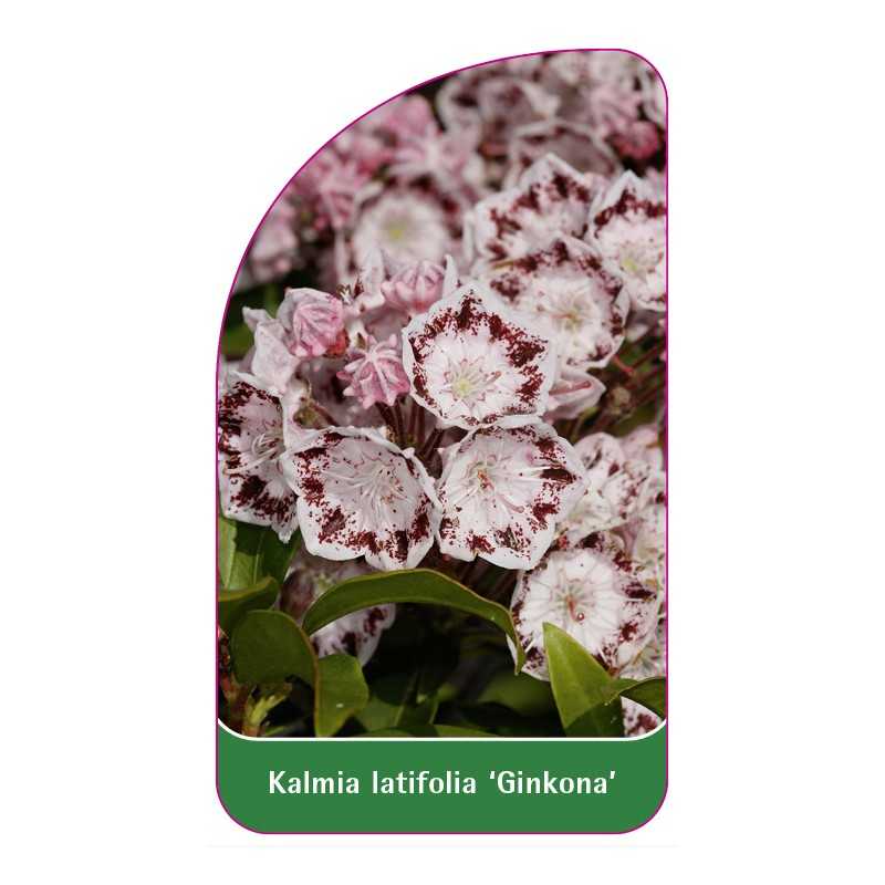 kalmia-latifolia-ginkona-1
