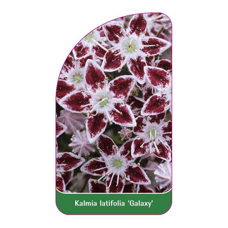 kalmia-latifolia-galaxy-b1