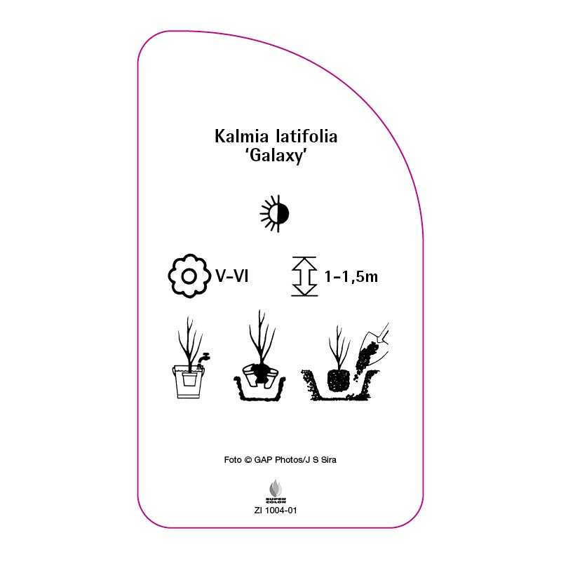 kalmia-latifolia-galaxy-b0