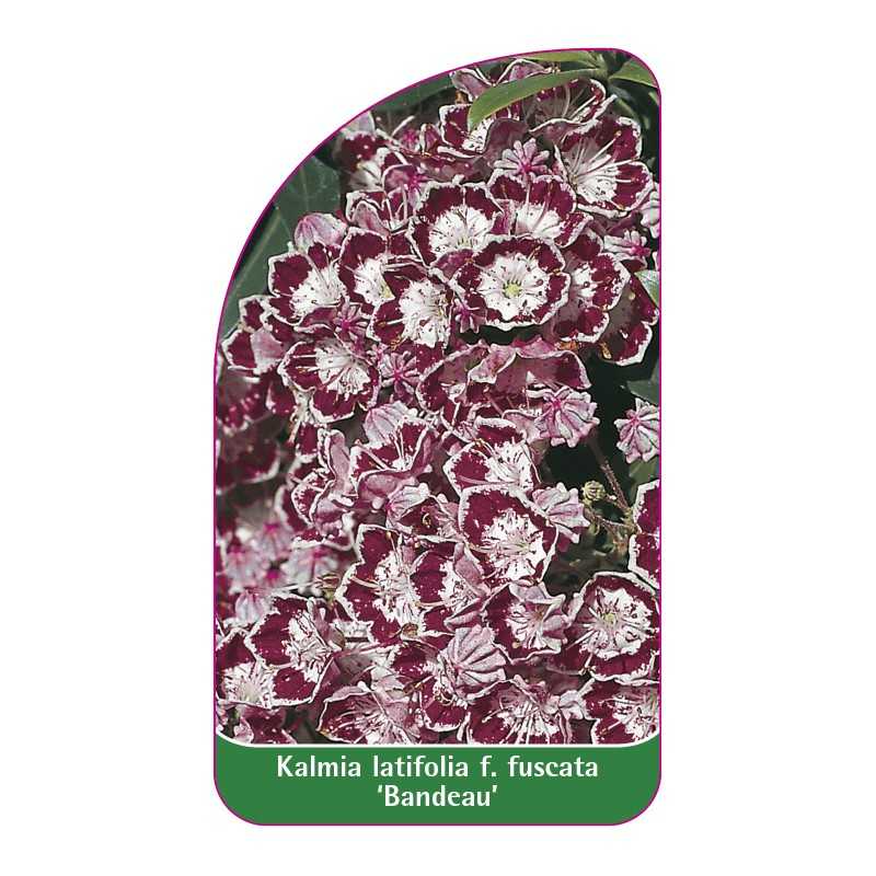 kalmia-latifolia-f-fuscata-bandeau-1