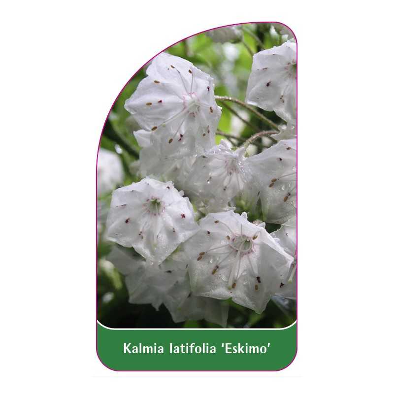 kalmia-latifolia-eskimo-1