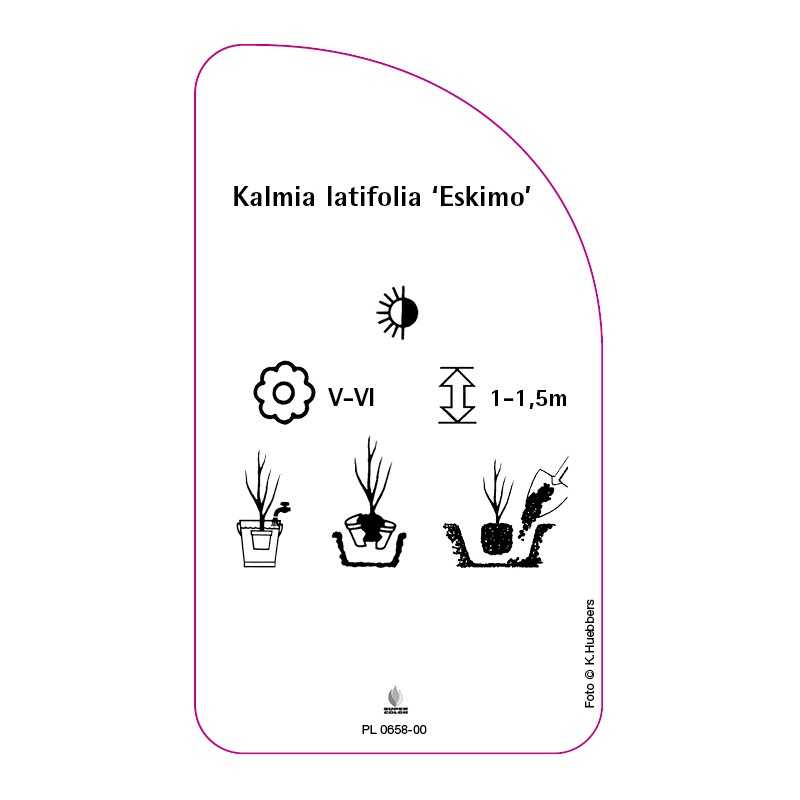 kalmia-latifolia-eskimo-0