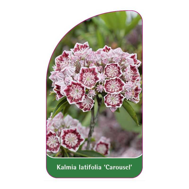 kalmia-latifolia-carousel-1