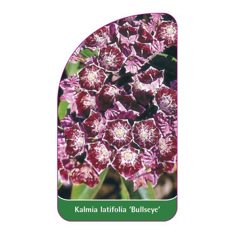 kalmia-latifolia-bullseye-1