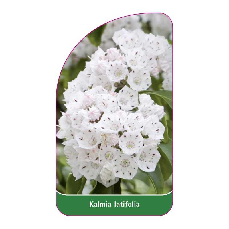 kalmia-latifolia1