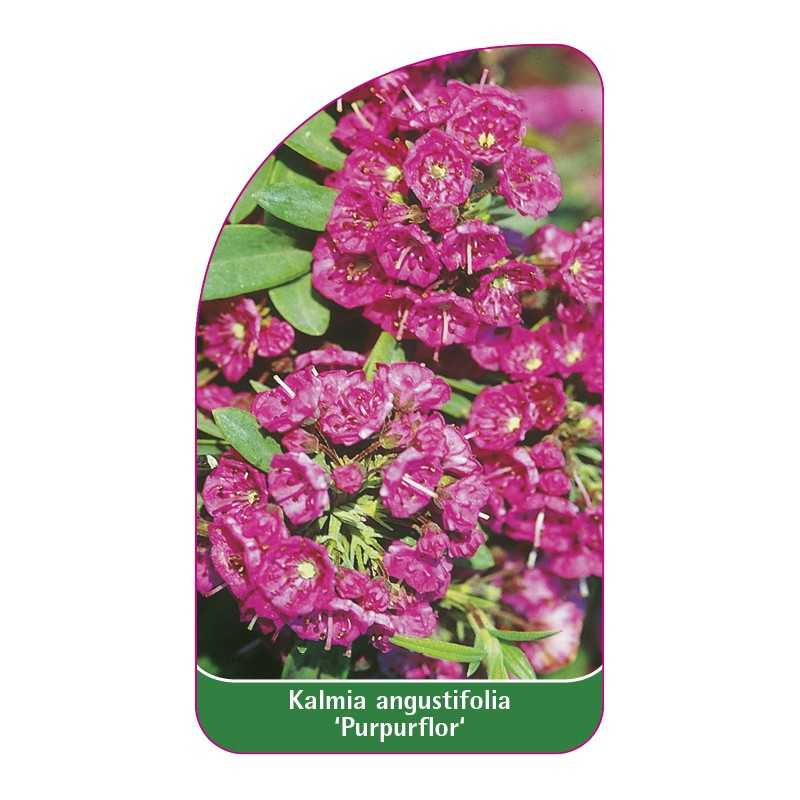 kalmia-angustifolia-purpurflor-1
