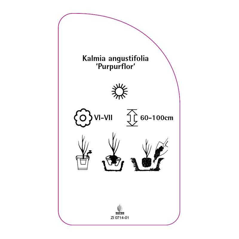 kalmia-angustifolia-purpurflor-0