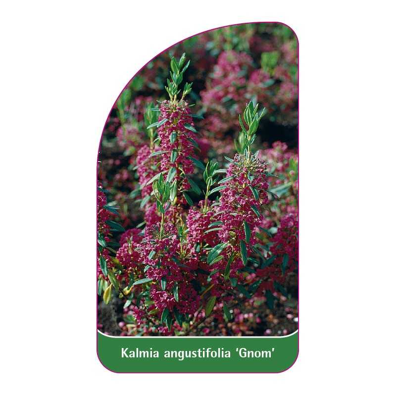 kalmia-angustifolia-gnom-1