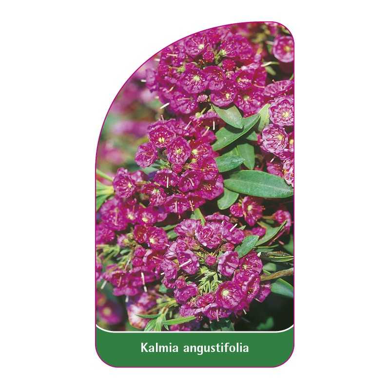 kalmia-angustifolia1