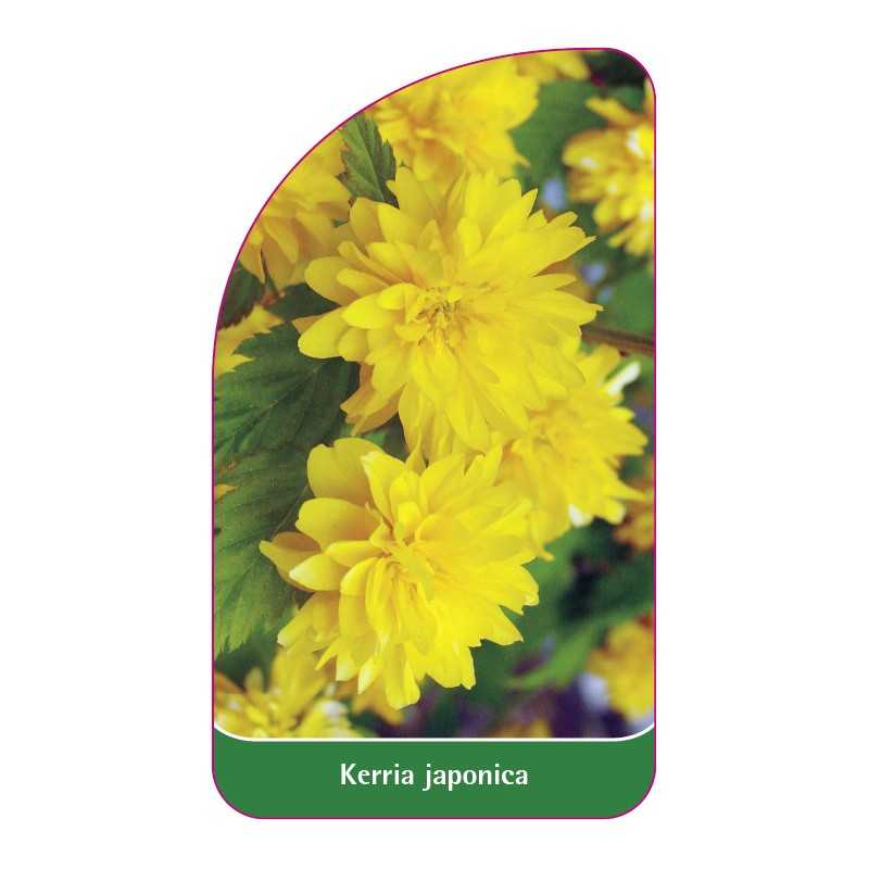 kerria-japonica1