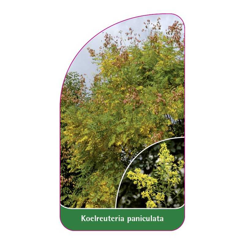 koelreuteria-paniculata1