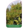 koelreuteria-paniculata1