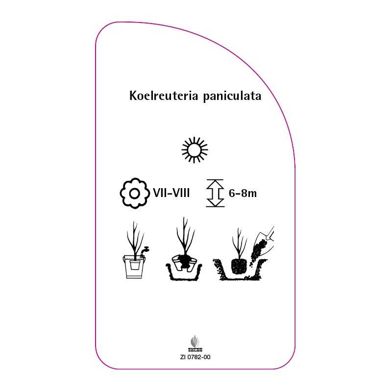 koelreuteria-paniculata0