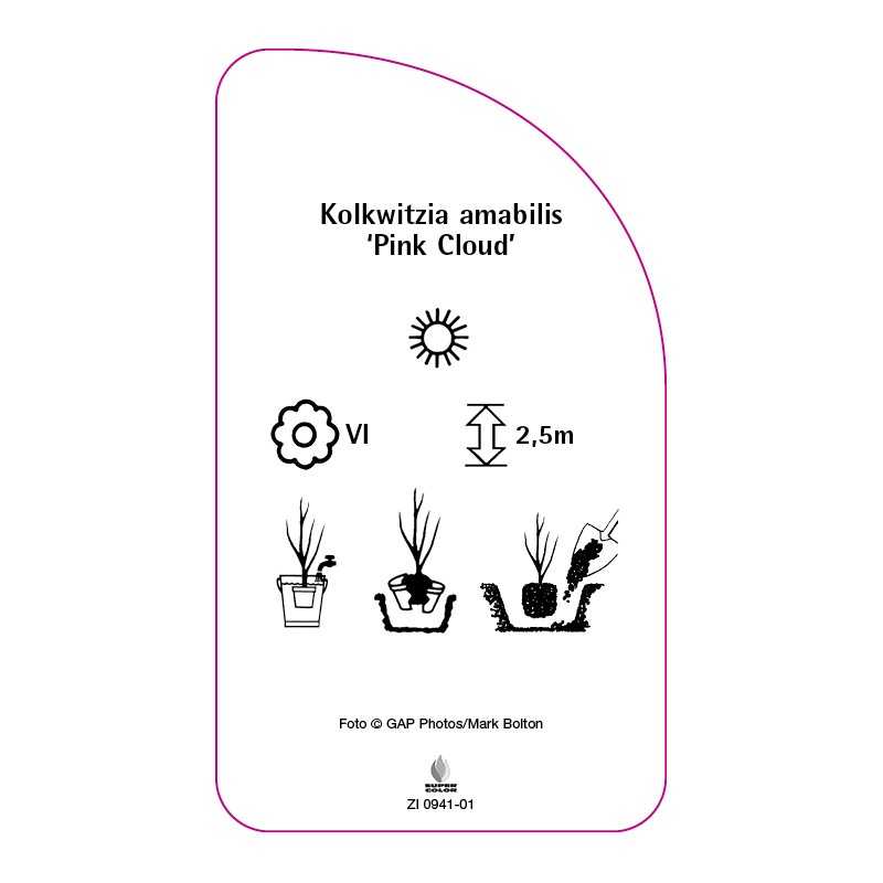 kolkwitzia-amabilis-pink-cloud-0