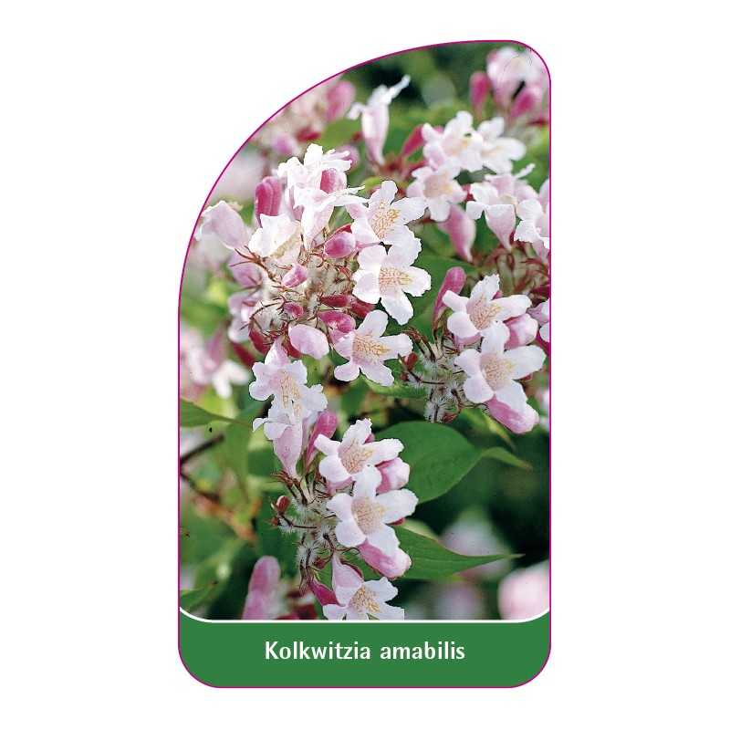 kolkwitzia-amabilis1