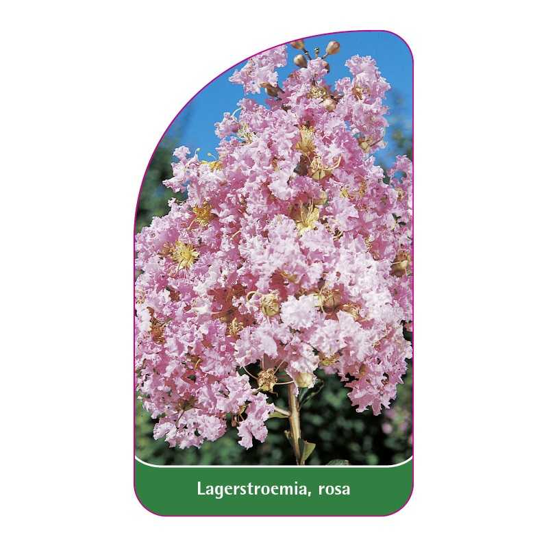 lagerstroemia-rosa-a1