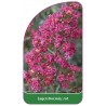 lagerstroemia-rot1