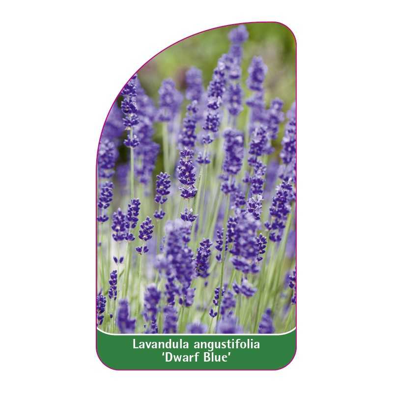 lavandula-angustifolia-dwarf-blue-1