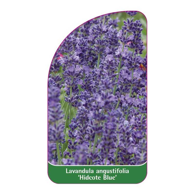 lavandula-angustifolia-hidcote-blue-1