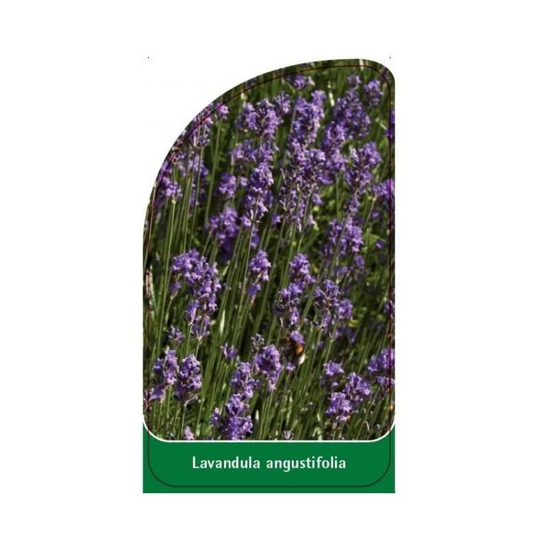 lavandula-angustifolia1