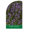 lavandula-angustifolia1