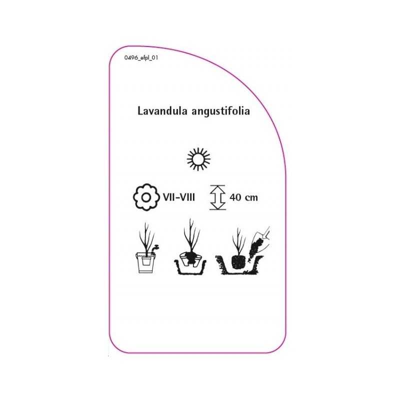 lavandula-angustifolia0