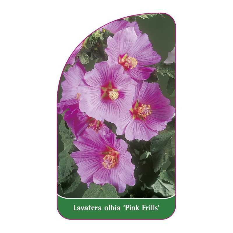 lavatera-olbia-pink-frills-1