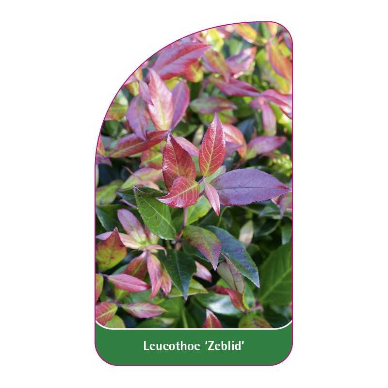 leucothoe-zeblid-b1