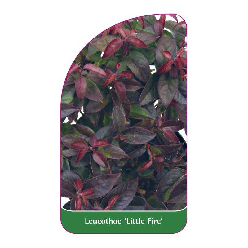leucothoe-little-fire-1