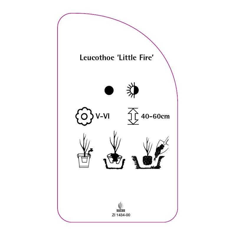 leucothoe-little-fire-0