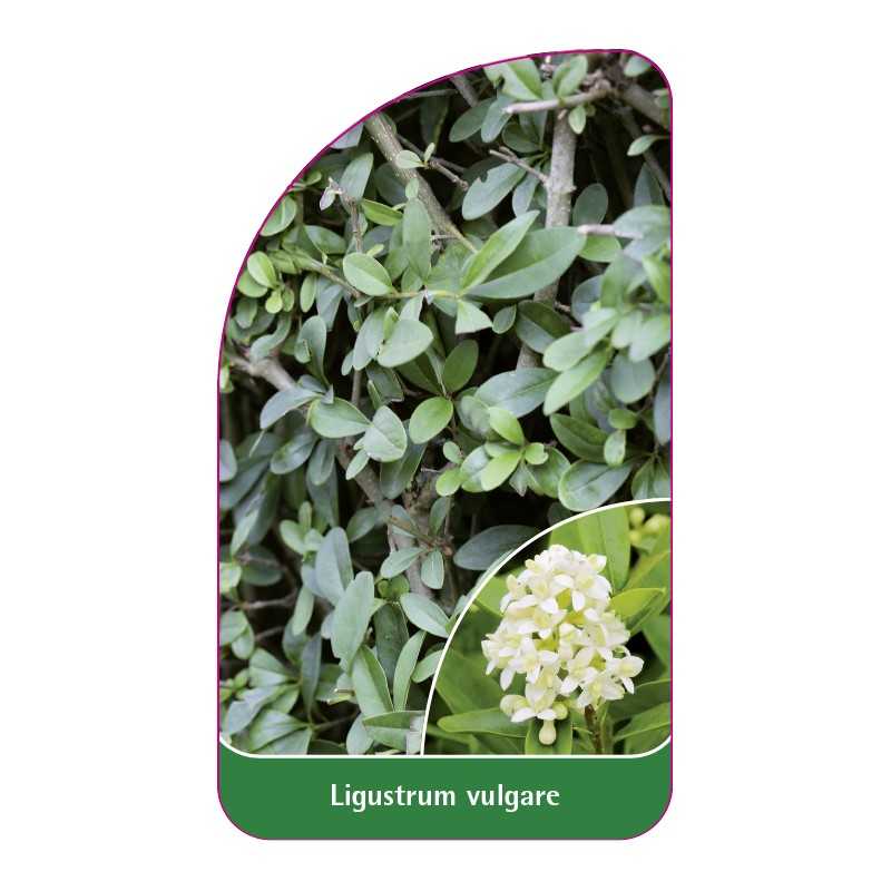 ligustrum-vulgare1