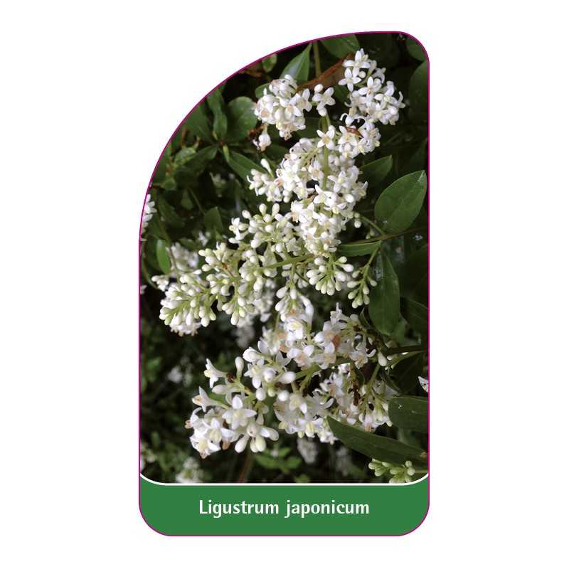 ligustrum-japonicum1