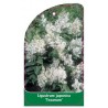 ligustrum-japonica-texanum-1