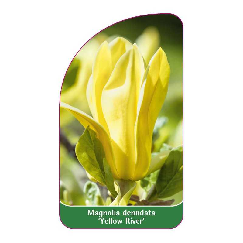 magnolia-yellow-river-1