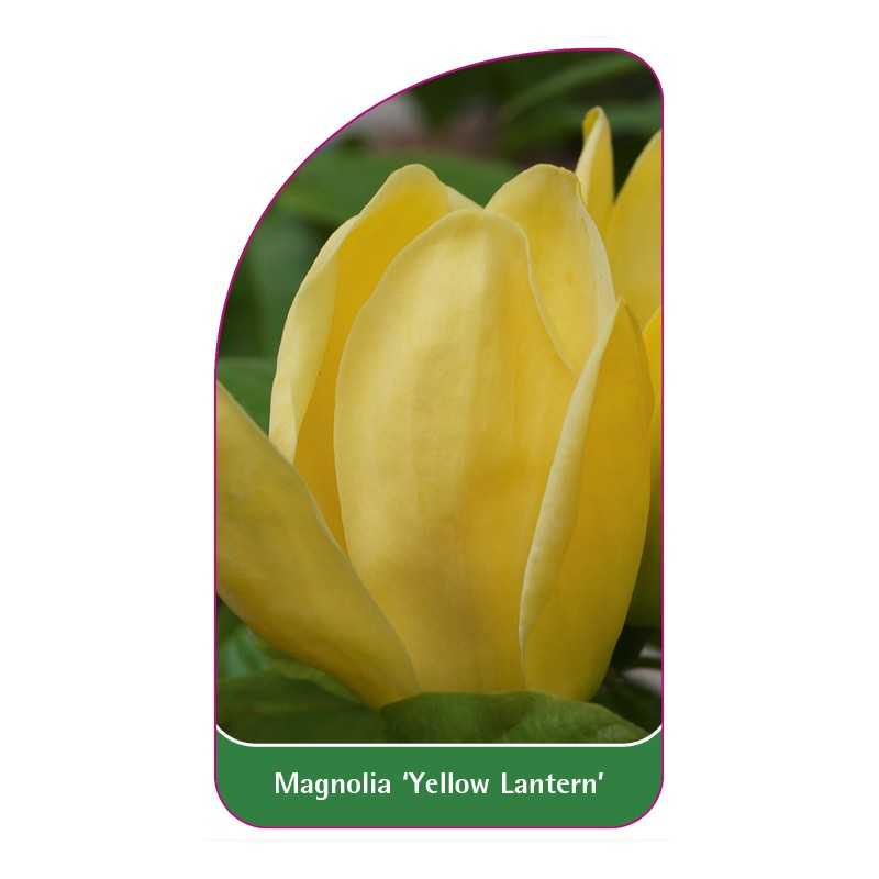 magnolia-yellow-lantern-c1