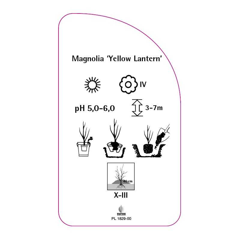 magnolia-yellow-lantern-c0