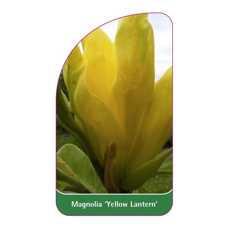magnolia-yellow-lantern-b1