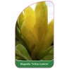 magnolia-yellow-lantern-b1