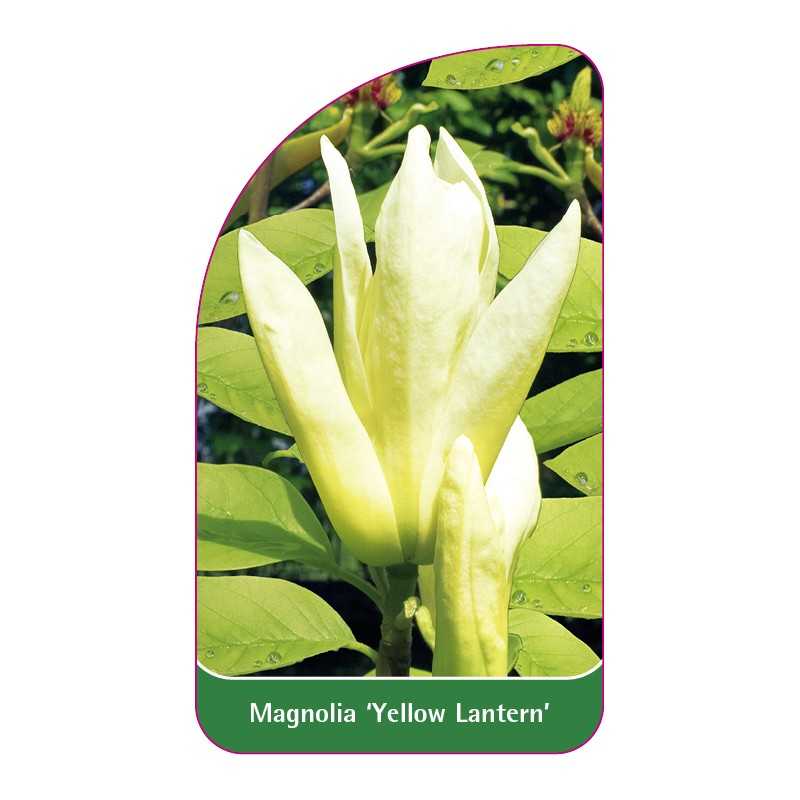 magnolia-yellow-lantern-a1