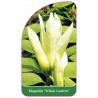 magnolia-yellow-lantern-a1