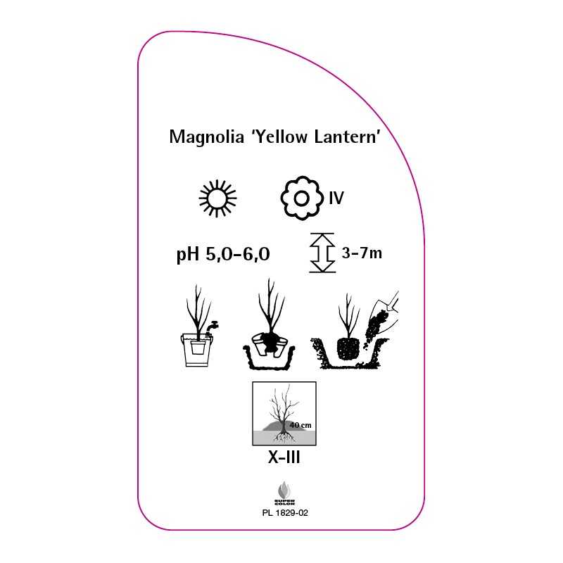 magnolia-yellow-lantern-a0