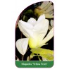 magnolia-yellow-fever-b1