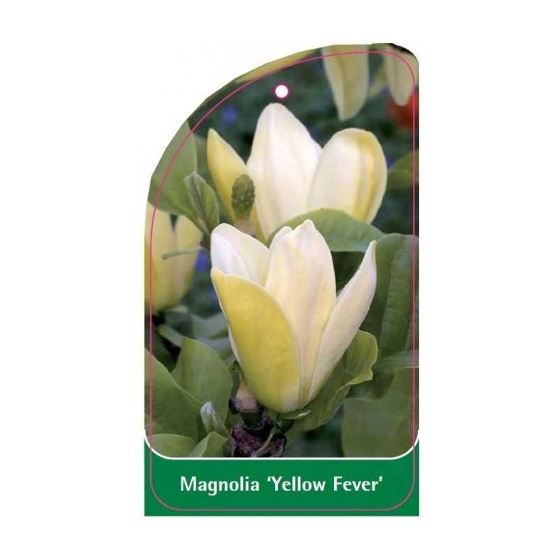 magnolia-yellow-fever-a1