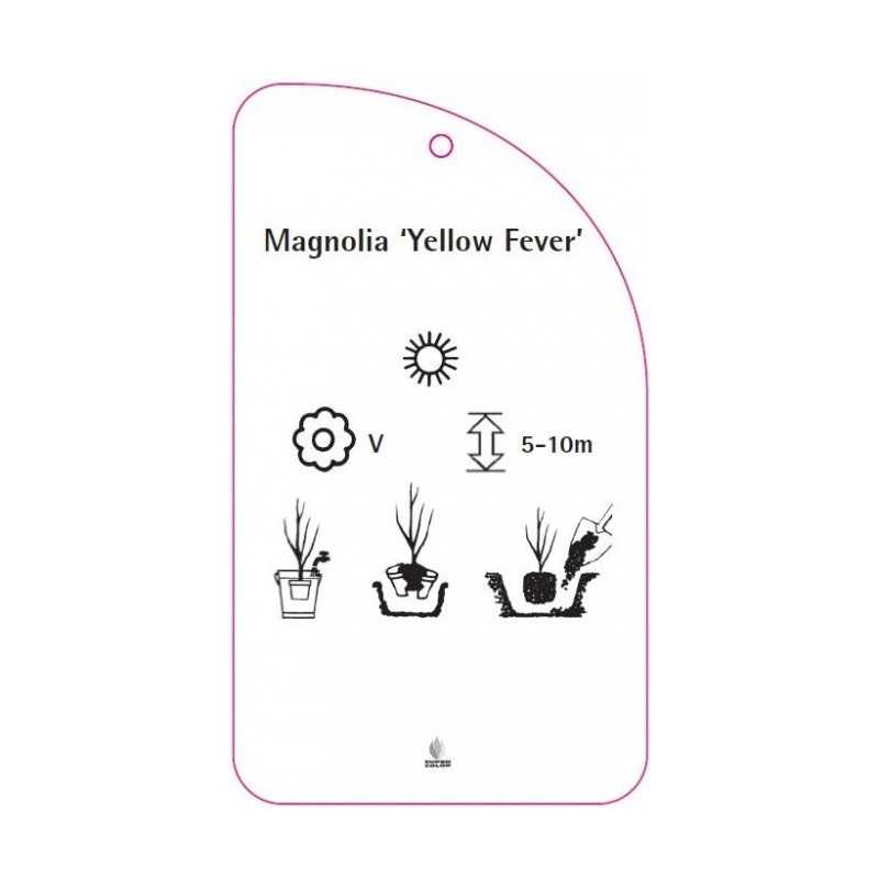 magnolia-yellow-fever-a0