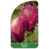 magnolia-vulcan-1