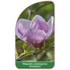 magnolia-verbanica-1